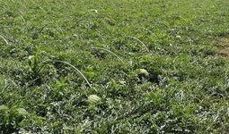 任丘 吃瓜,揭秘吃瓜群众的趣味生活