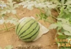 人民网吃瓜,从娱乐八卦到社会现象