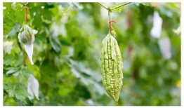 处暑过后吃三瓜