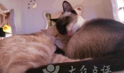 懒猫吃瓜匠,揭秘网络红人的幕后生活