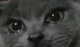 喵梵思吃瓜,揭秘娱乐圈那些不为人知的幕后故事