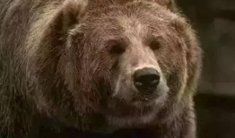 熊犬吃瓜,趣味横生一幕