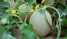 哈密瓜吃瓜社,揭秘瓜界新潮流，共享甜蜜生活瞬间