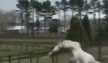 群众吃瓜动态表情,揭秘网络社交新潮流