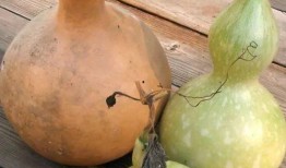 石瓜葫芦可以吃吗,揭秘其可食用之谜