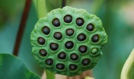 单结石患者可以吃莲瓜吗