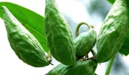 吃牛角酥瓜的好处,美味与健康双重享受的秘密