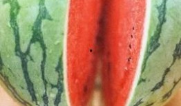 吃那个瓜就埋那个瓜,吃瓜群众与埋瓜真相