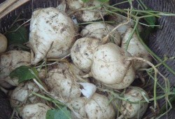 土瓜种子怎么吃,土瓜种子美味食用的秘籍解析