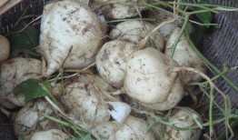 土瓜种子怎么吃,土瓜种子美味食用的秘籍解析