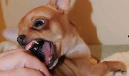 熊犬吃瓜,趣味横生一幕