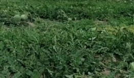 大早上满地吃瓜,大早上的独特市井风情