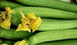 吃瓜有哪些症状,吃瓜爱好者必知的五大症状