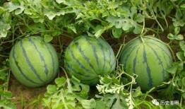 蓝遇吃瓜,揭秘娱乐圈背后的那些事儿