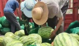 甘肃的吃瓜事件视频,甘肃“吃瓜事件”引发社会关注