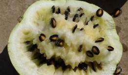 孕妇可吃籽瓜吗,孕妇适宜食用籽瓜的益处与注意事项