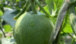 小说圈的吃瓜,揭秘幕后吃瓜大事件