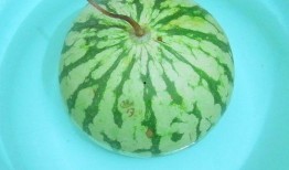 悲剧的吃瓜,揭秘网络舆论的狂欢与反思