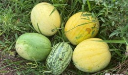 梦到吃瓜 瓜里长虫,吃瓜遇虫，揭秘潜意识中的恐惧与期待