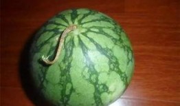 吃瓜老肥,揭秘娱乐圈那些不为人知的幕后故事