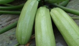 咸瓜可以吃吗痛风,揭秘健康饮食之谜