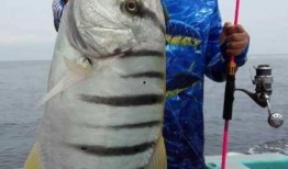 吃瓜大鱼打工人,打工人生的酸甜苦辣