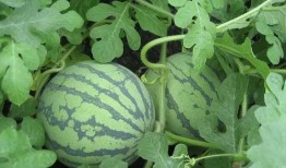 青藤的吃瓜,揭秘娱乐圈那些不为人知的幕后故事