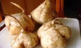 吃地里的土瓜,探寻大地馈赠的神奇力量