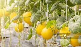 唐工院吃瓜,揭秘校园热点背后的真相