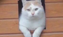 小猫吃瓜看人吵架,趣味观察下的社会百态