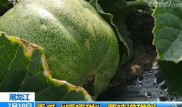 吃瓜群众甜瓜,揭秘瓜界甜蜜诱惑