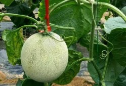 梦见偷到蜜瓜吃,偷吃蜜瓜的甜蜜诱惑