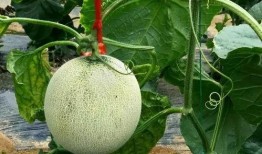 梦见偷到蜜瓜吃,偷吃蜜瓜的甜蜜诱惑