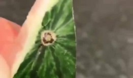 吃瓜嘴痛,揭秘娱乐圈背后的真相与代价