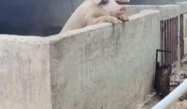 吃瓜真的不分物种,共享人间烟火气