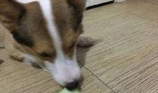 吃瓜的土狗,揭秘娱乐圈背后的真实故事