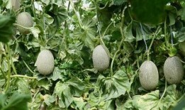 吃瓜小秘密,那些不为人知的吃瓜小秘密