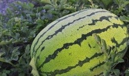 边吃边长的瓜,探寻美味与成长的奇妙之旅