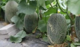 上海吃哈密瓜,哈密瓜的甜蜜邂逅