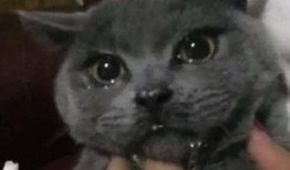 猫吃瓜网址,带你领略猫咪的“瓜界”生活