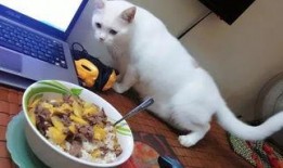 喵梵思吃瓜,揭秘娱乐圈那些不为人知的幕后故事