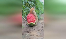 那兔吃瓜视频,一场爆笑的田园喜剧盛宴