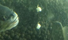 双鱼视频吃瓜,揭秘娱乐圈吃瓜盛宴，带你领略幕后风云