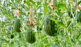 东城地下吃瓜事件,揭秘地下娱乐场所的隐秘生活