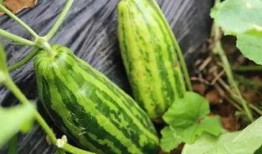 吃瓜人不卖瓜什么意思呀,网络流行语的深层含义