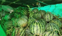 中企信吃瓜,一场吃瓜群众的狂欢盛宴