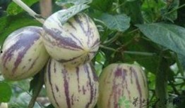 皮肌炎可以吃茄瓜吗,茄瓜可否食用？