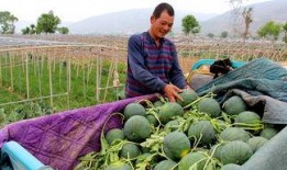 吃瓜群众果蔬,营养与健康的生活伴侣