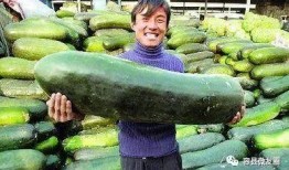 吃瓜就是种瓜人,揭秘瓜农的甜蜜生活