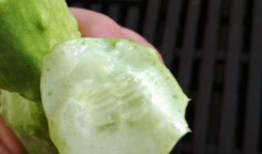 吃白玉瓜会发胖吗